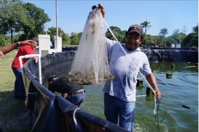 Buen potencial para la acuicultura en Campeche