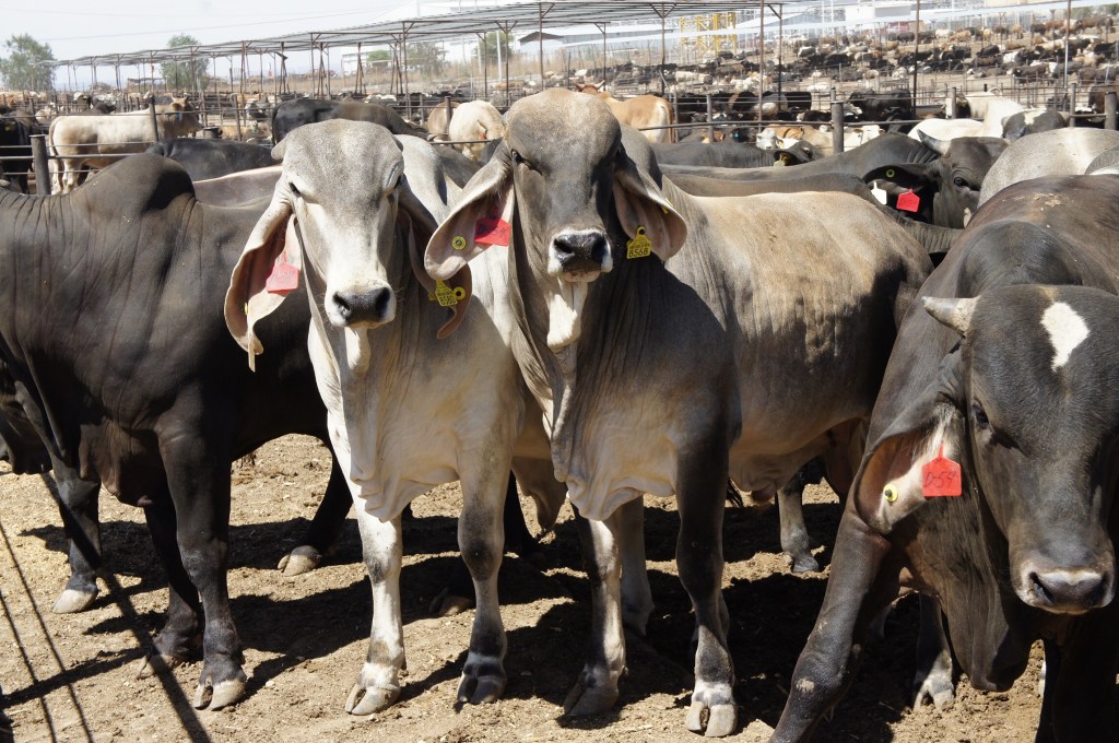 Trazan ruta Agricultura, Gobierno y ganaderos de&nbsp;Sinaloa