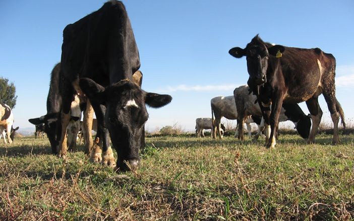 Piden a gobierno de Puebla acción contra robo de ganado en&nbsp;Tepeaca