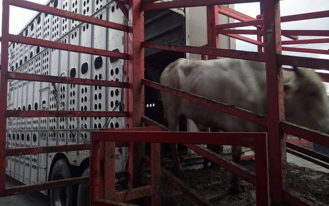 Recuperan en Chiapas tráiler robado con ganado en Tabasco