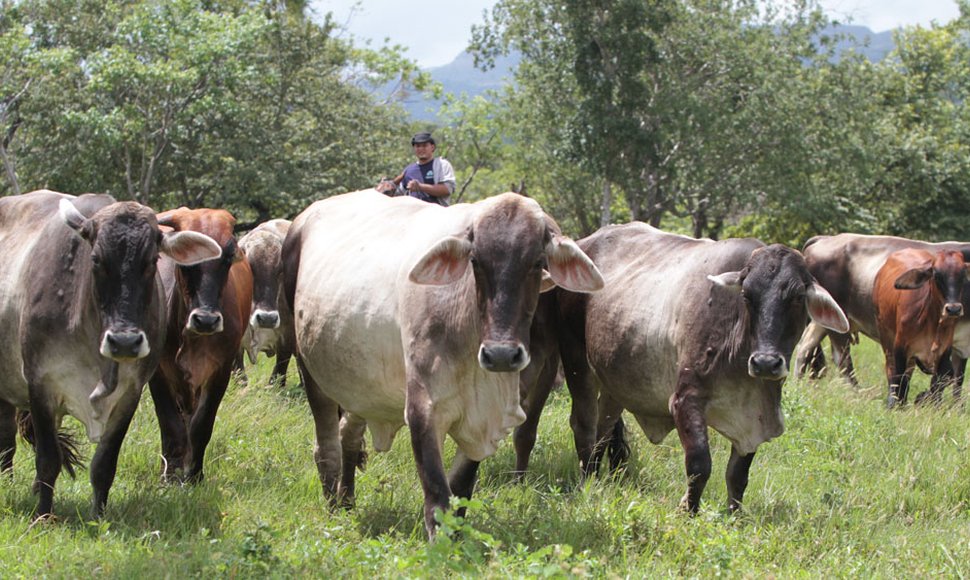 Duoline® Pour-on: Nueva apuesta para el control de parásitos internos y externos en&nbsp;bovinos