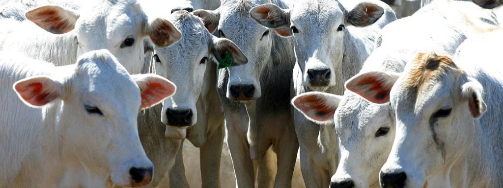 Aumenta la comercialización de ganado bovino en&nbsp;Campeche