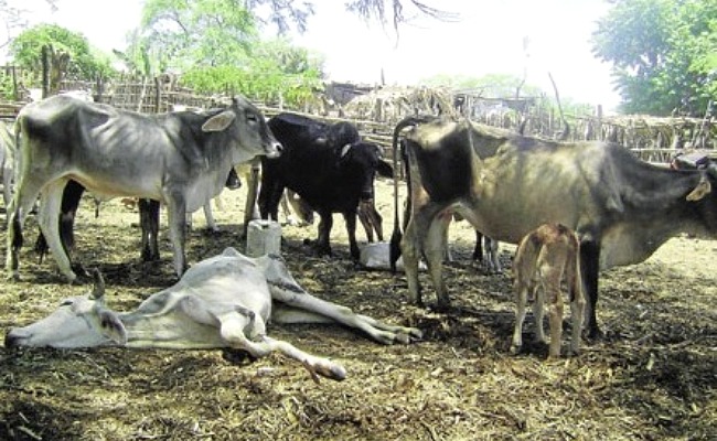 Temen mortandad de ganado por sequía en norte de&nbsp;Veracruz