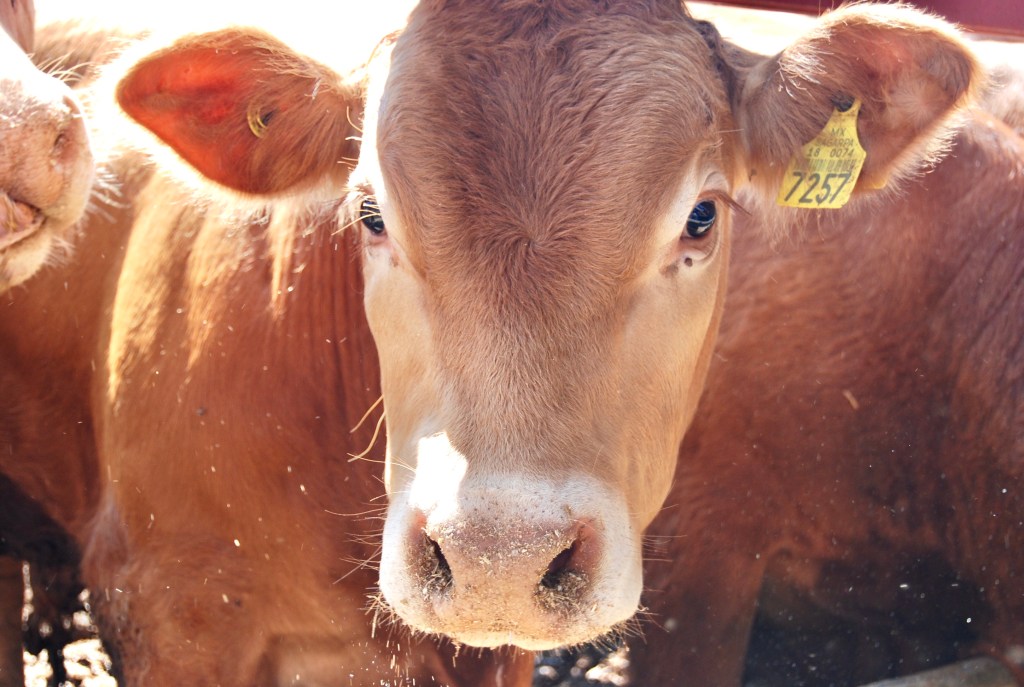 Crédito Ganadero a la Palabra, un apoyo para pequeños&nbsp;ganaderos