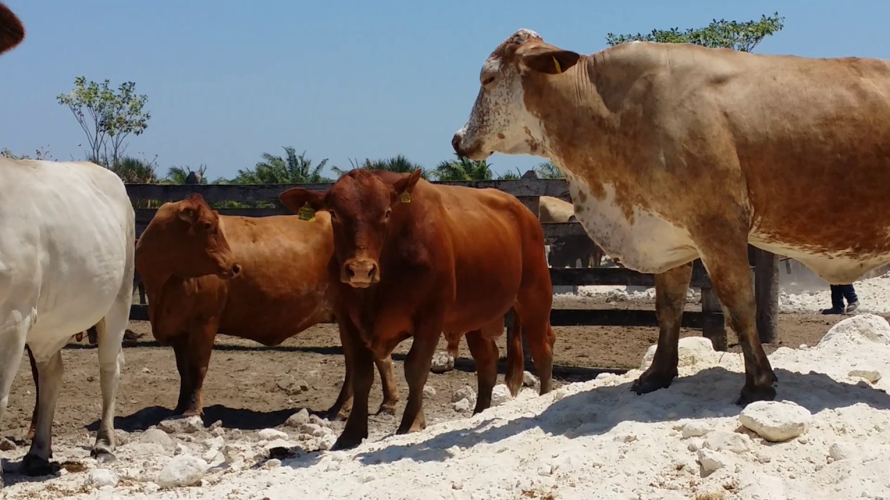 El Senasica le apuesta al combate contra la RAM; en el sector pecuario se utilizan más de 3,000 antibióticos