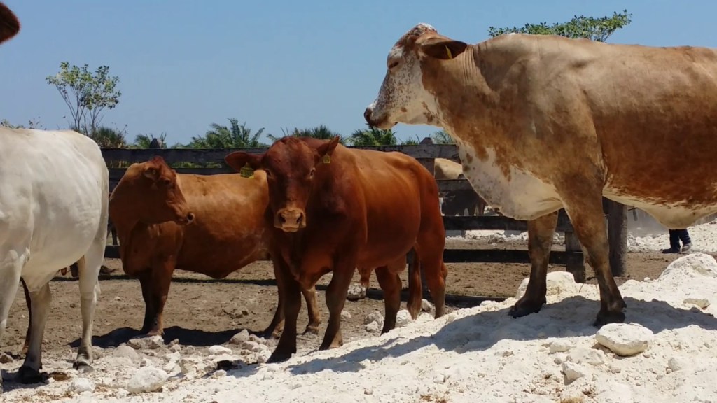 El Senasica le apuesta al combate contra la RAM; en el sector pecuario se utilizan más de 3,000&nbsp;antibióticos