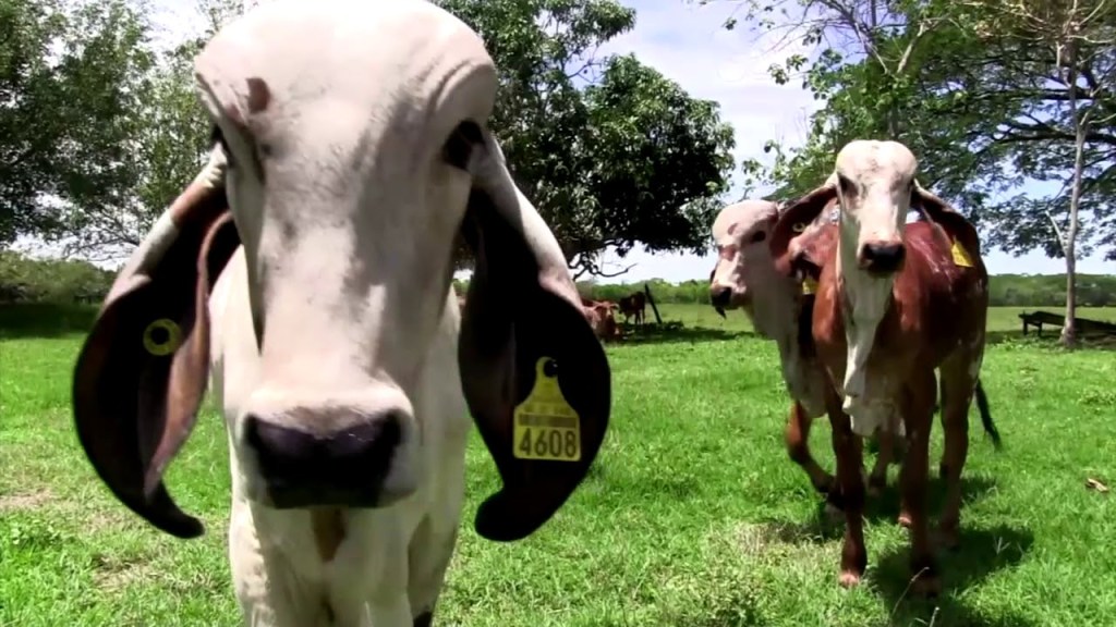 Ganado de Tenosique, sin&nbsp;tuberculosis