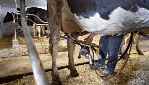 Cetosis Bovina, también afecta al ganado lechero en 2021