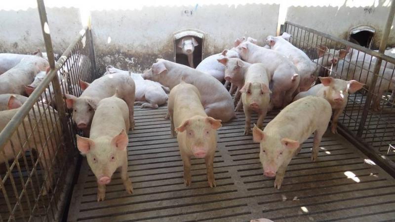 Productores de Tehuacán se preparan para exportar carne de cerdo y pollo a Europa y&nbsp;Asia