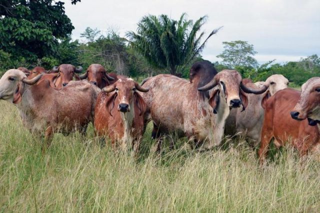 Productores exigen acabar con tráfico ilegal de ganado de Centroamérica