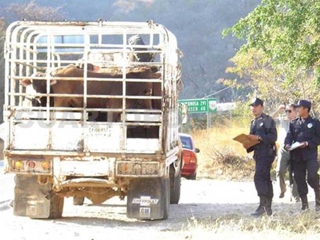 Ganaderos de Chiapas rechazan la importación de ganado centroamericano