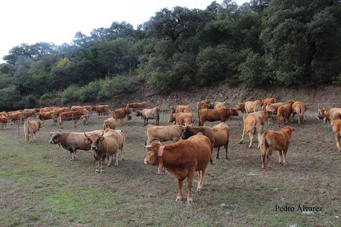 Trabajo de sanidad en ganado es inútil si continúa el trafico ilegal desde Centro y&nbsp;Sudamerica