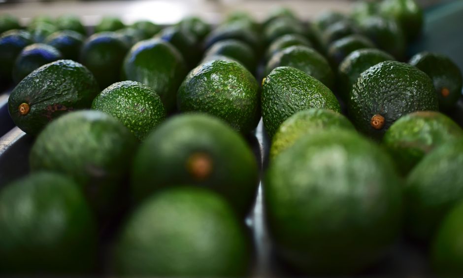Declara Agricultura como libres de plagas del aguacatero a tres municipios de&nbsp;Michoacán