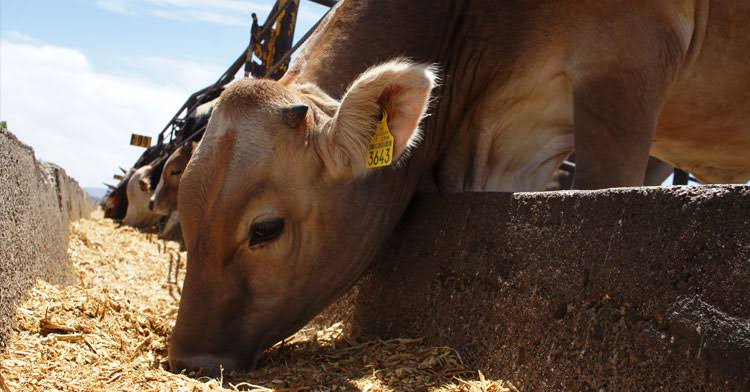 Ganadería mexicana genera alimentos y&nbsp;desarrollo