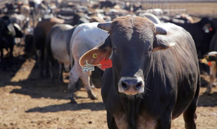 Hoy inicia la LXXXII Asamblea de la&nbsp;CNOG