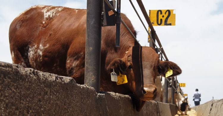 Sistema Nacional de Trazabilidad Animal, programa estratégico para proteger la actividad pecuaria del&nbsp;país