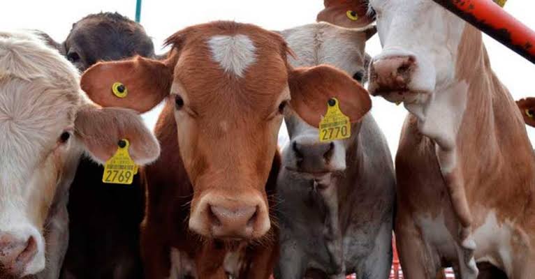 Municipios del estado de Hidalgo obtuvieron el estatus de Acreditado Modificado en tuberculosis bovina por parte de EUA