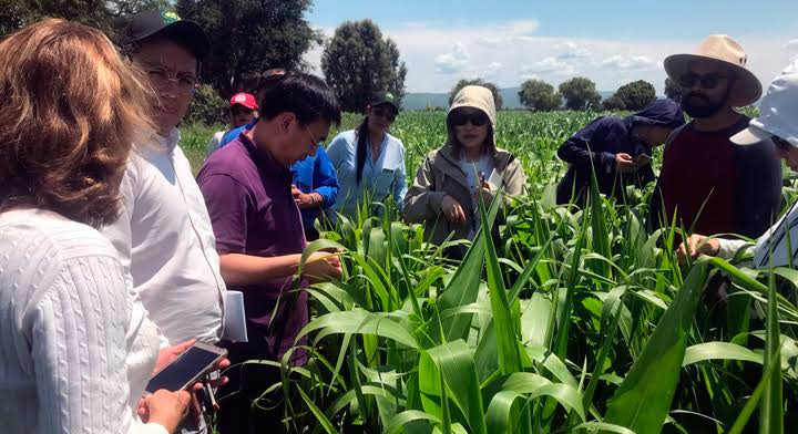 Técnicos del SENASICA visitaron zonas productoras de sorgo de Guanajuato, Tamaulipas y Sinaloa.