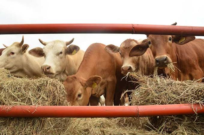 Moderniza SAGARPA regulación en materia animal para que la elaboración de productos veterinarios y de alimentación, sea más segura y&nbsp;competitiva