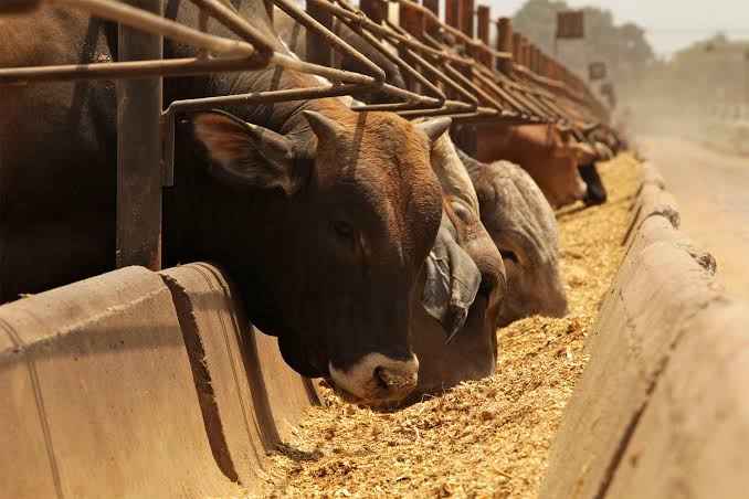 Colaborará el Senasica con Honduras en sanidad agrícola y pecuaria