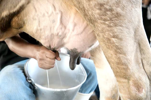 5 acciones para incrementar la producción de leche en su&nbsp;hato