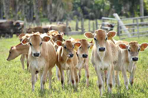 11 Tips de&nbsp;Pastoreo