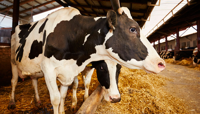 Ofrece SENASICA taller sobre bienestar animal a personal administrativo y operativo de rastros municipales y privados en México