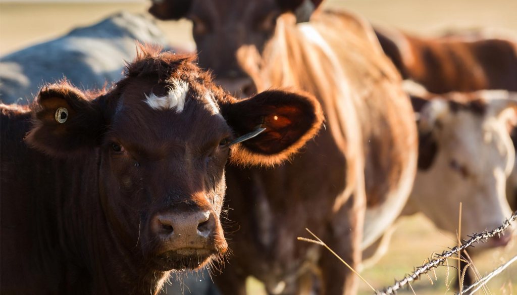 Babesiosis bovina: Vacuna contra Babesia bovis y Babesia bigemina derivada del cultivo in vitro proliferadas en un medio libre de suero&nbsp;bovino