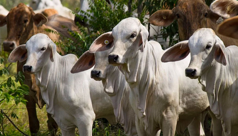 La OIE reconoció a Colombia como libre de fiebre&nbsp;aftosa