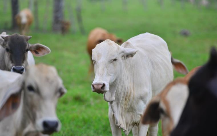 Crece población de ganado de carne en&nbsp;Tabasco