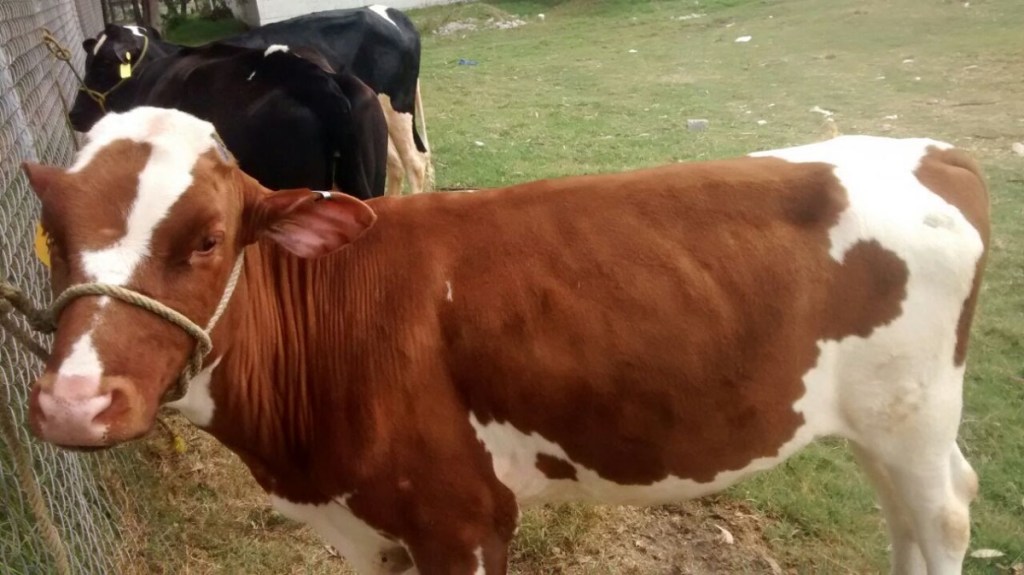 Holstein, alta producción de leche, carne y buena&nbsp;adaptabilidad