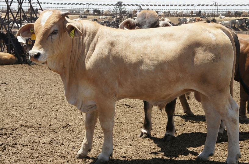 Senasica ofreció capacitación a Guardia Nacional, en Chiapas, y Tabasco, para reforzar las acciones de vigilancia en los puntos&nbsp;fronterizos.