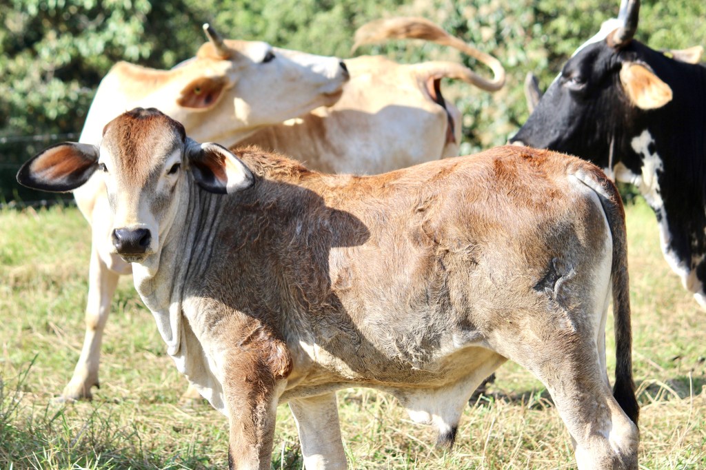 Ganadería mexicana, consolidando al campo&nbsp;mexicano