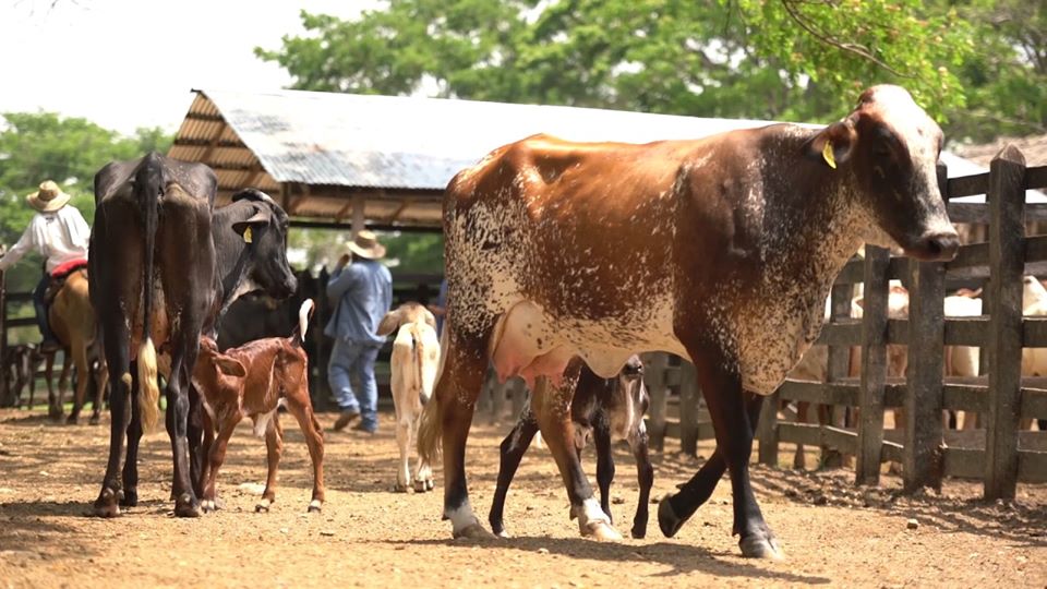 Transferencia de embriones&nbsp;(Ventajas)