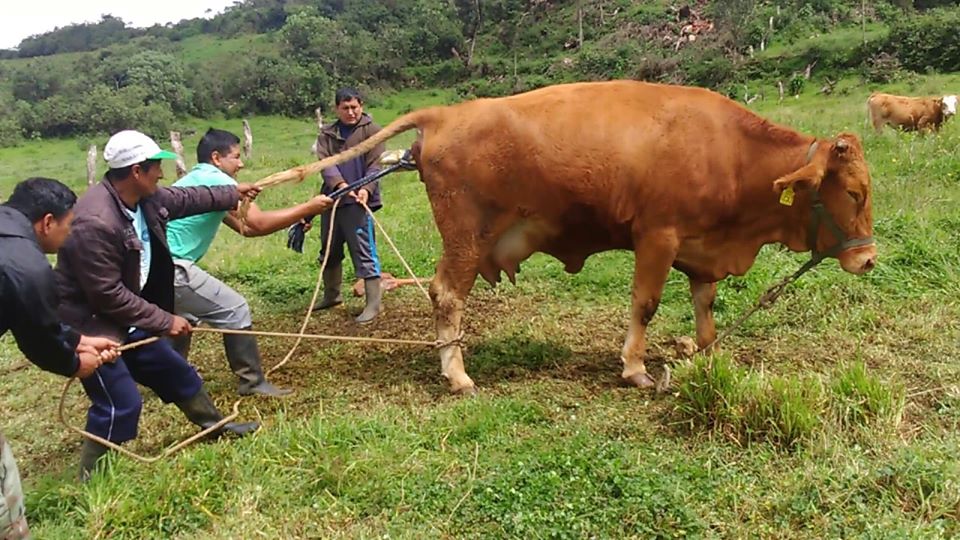 ¿Cuanta fuerza debemos de emplear en la extracción en partos&nbsp;difíciles?