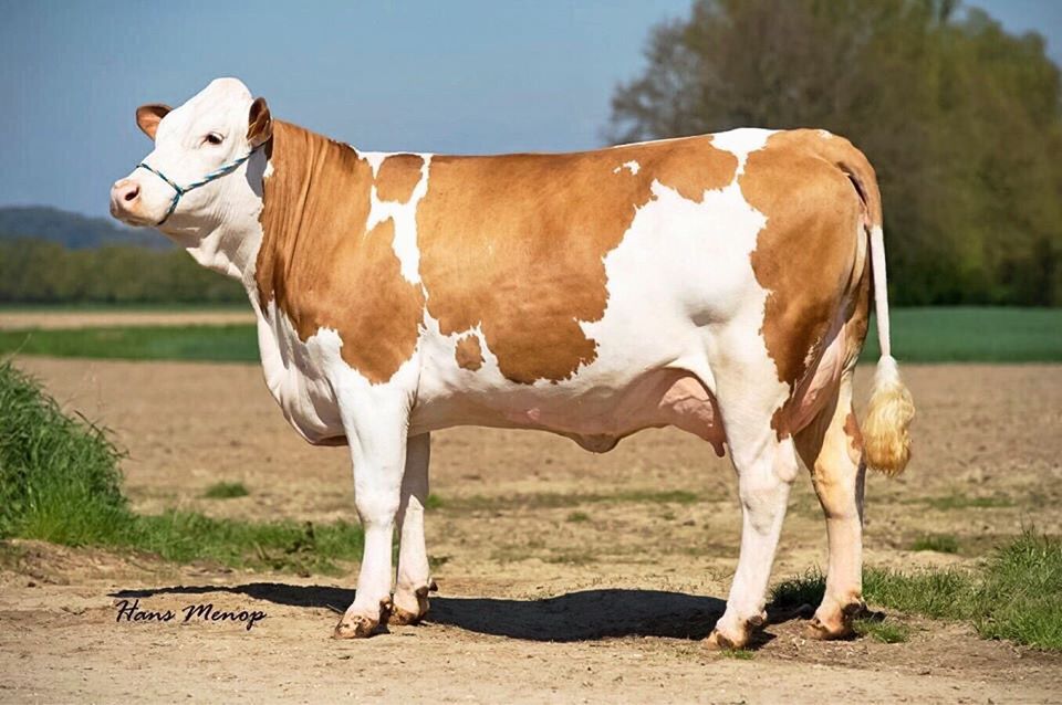 Simmental, segunda raza bovina más grande del&nbsp;mundo