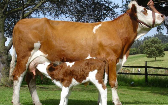 Como hacer del destete una herramienta de manejo eficiente