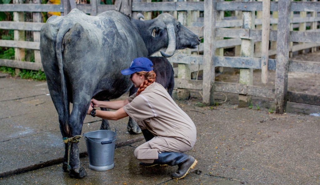 Ocho datos que debes saber sobre la leche de&nbsp;búfala