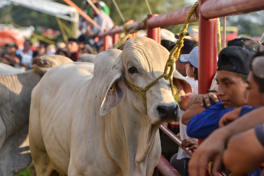 FIRA nos amplió la línea de crédito directa: Unión de Crédito Ganadero de&nbsp;Tabasco