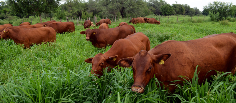 Seis puntos que no debes olvidar en el manejo del pastoreo&nbsp;rotacional