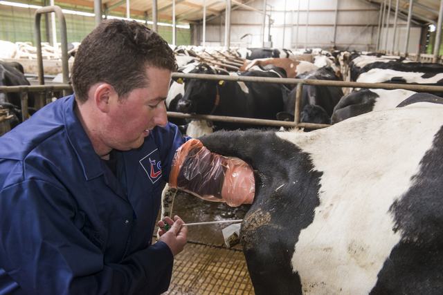 ¿Entore o inseminación artificial?