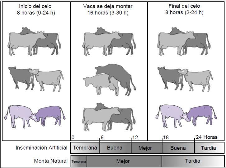 ¿CUÁNDO SE DEBE SERVIR UNA VACA EN&nbsp;CELO?
