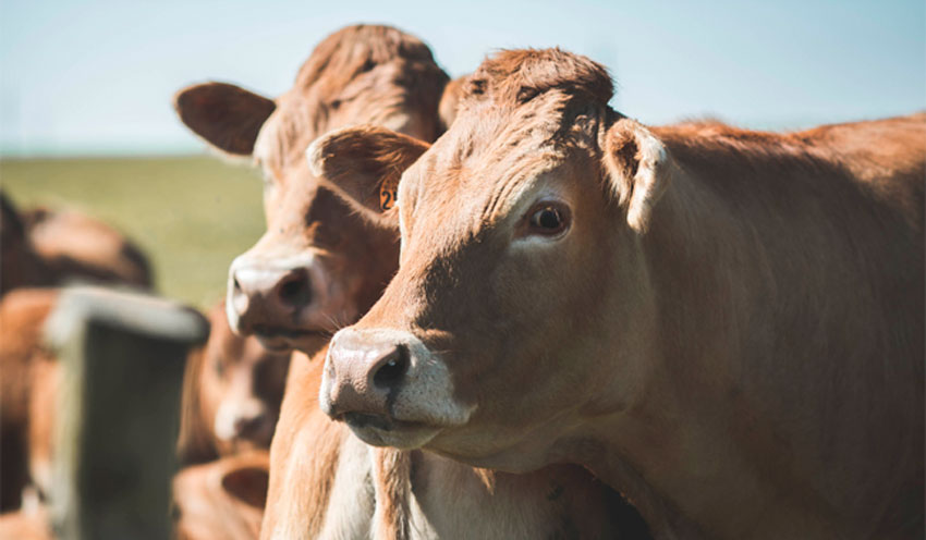 Hocico rojo, pudiera ser Rinotraqueítis infecciosa bovina&nbsp;IBR