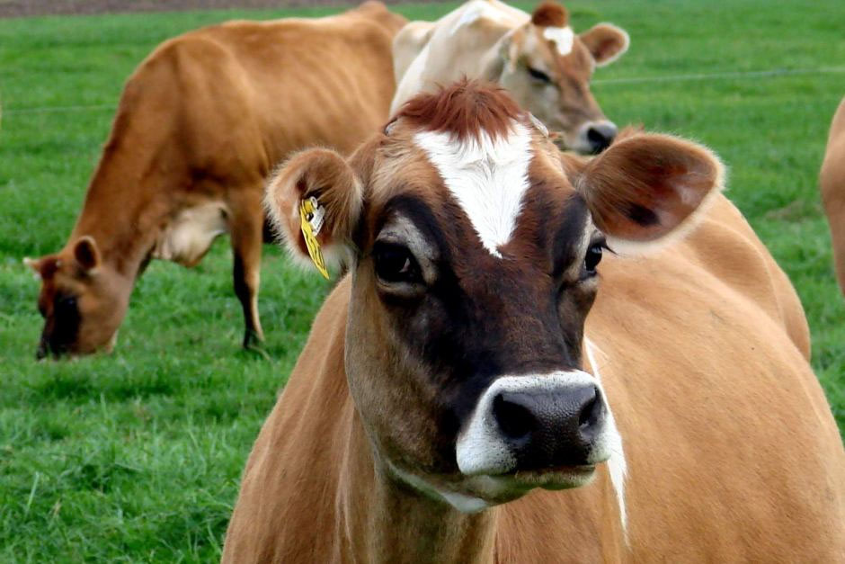 ¿Cuál es el tamaño ideal que debe tener una vaca?