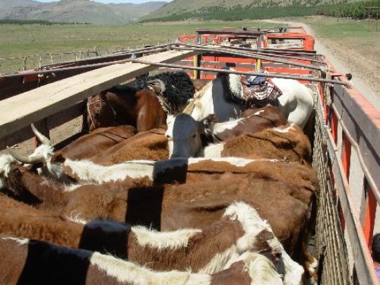 La fiebre del embarque, también llamada complejo respiratorio bovino o pasteurelosis&nbsp;neumónica