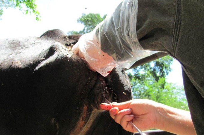 Las biotecnologías reproductivas en bovinos como herramientas en la producción de&nbsp;leche