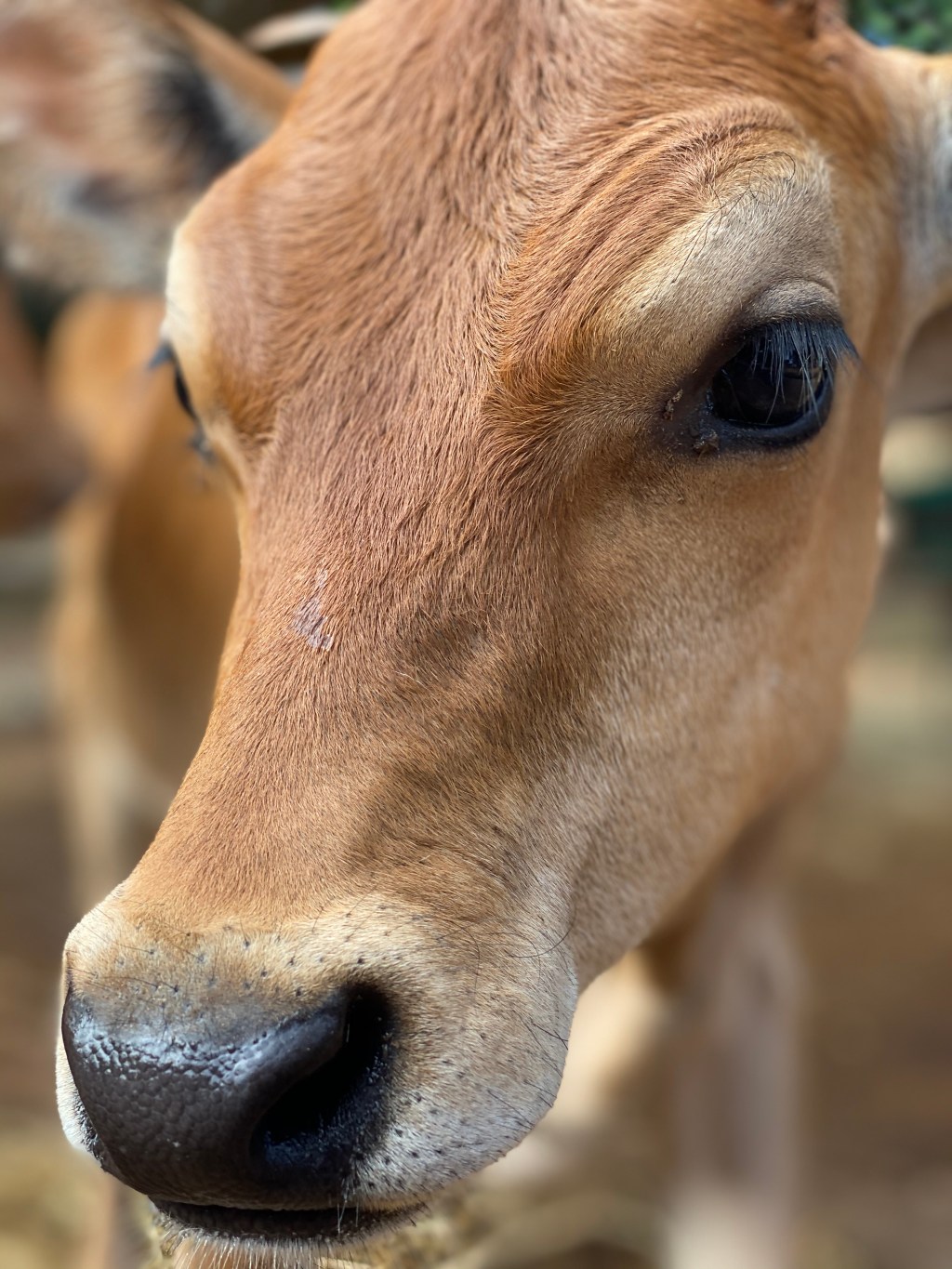 Grados de deshidratación en&nbsp;bovinos