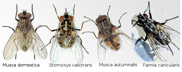 Stomoxys calcitrans, la mosca que chupa sangre