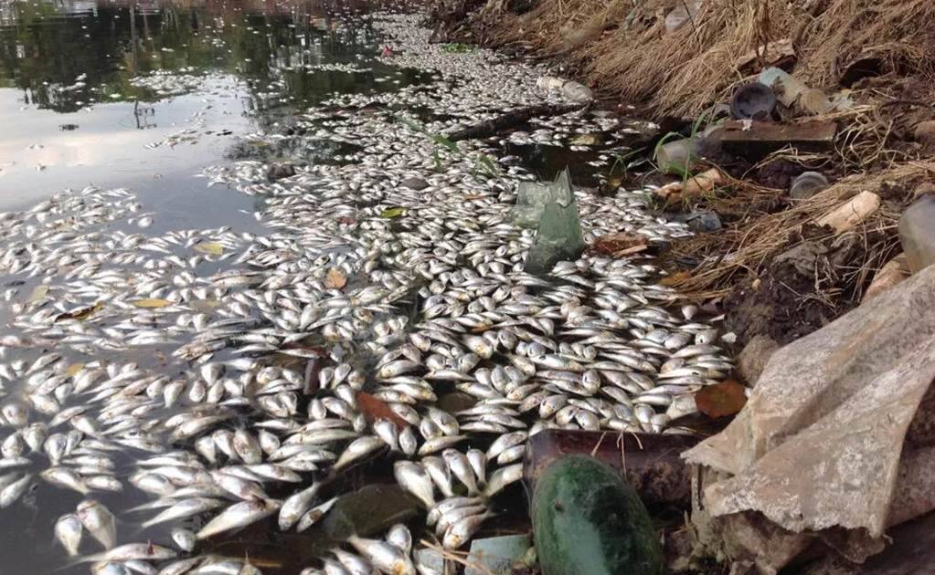 Exceso de sólidos en el agua, causó mortandad de peces en la Laguna de Las&nbsp;Ilusiones