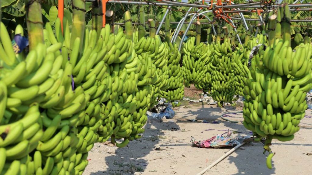 Exportaciones de plátano tabasqueño se&nbsp;mantienen